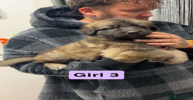 German Shepherd dogs - Advert 16