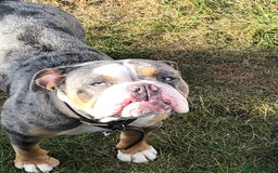 Old Tyme Bulldog dogs for sale: Della - old tyme bulldog  - Image 7