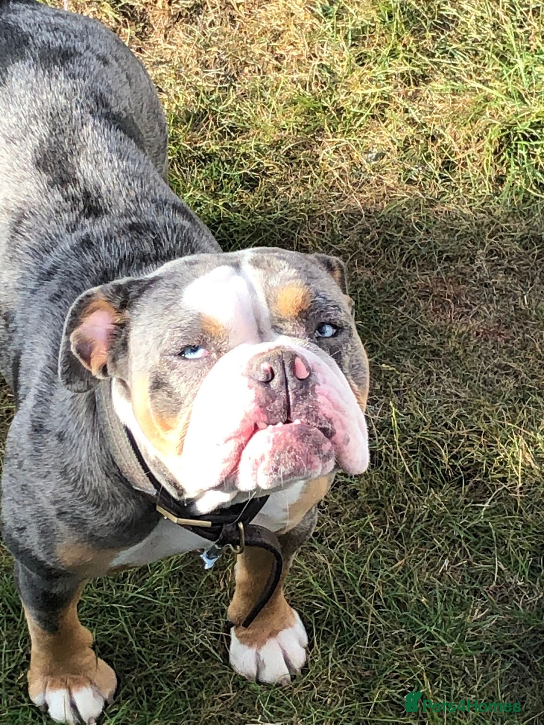 Old Tyme Bulldog dogs for sale: Della - old tyme bulldog  - Image 7