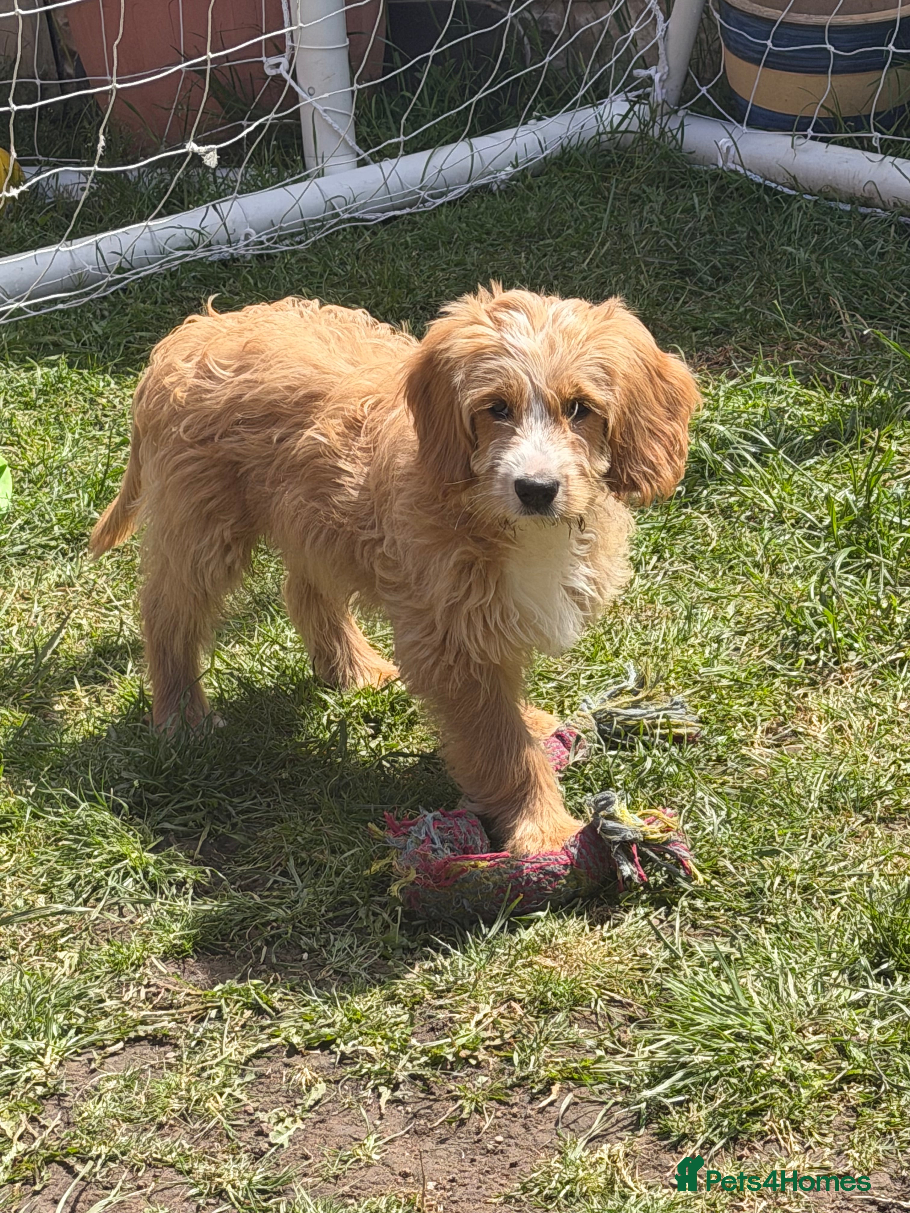 Mixed Breed dogs Australian double doodles  - Advert 1
