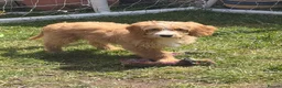 Mixed Breed dogs for sale: Australian double doodles  - Advert 1