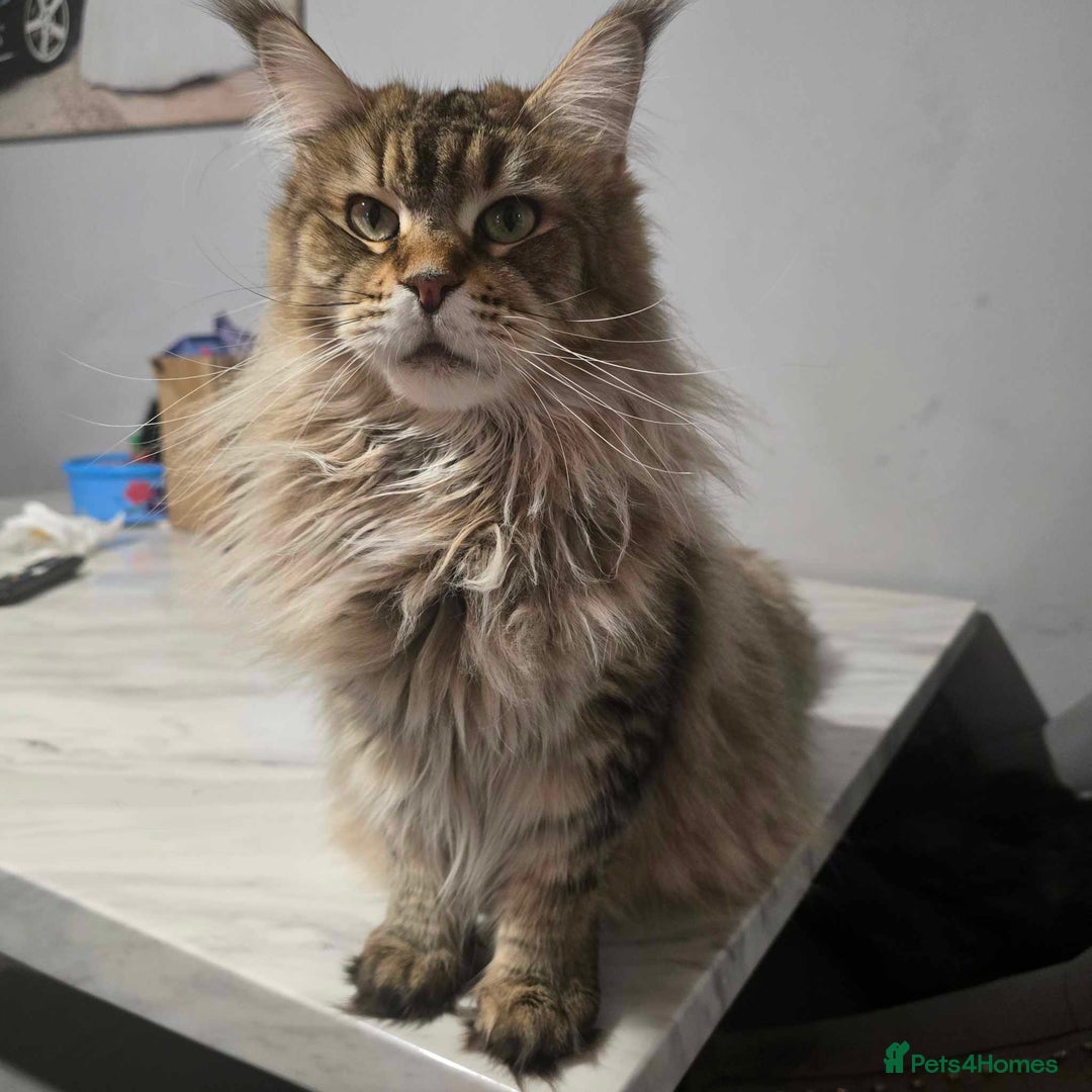Maine Coon cats for sale: Mainecoon kittens tica registered  - Advert 5