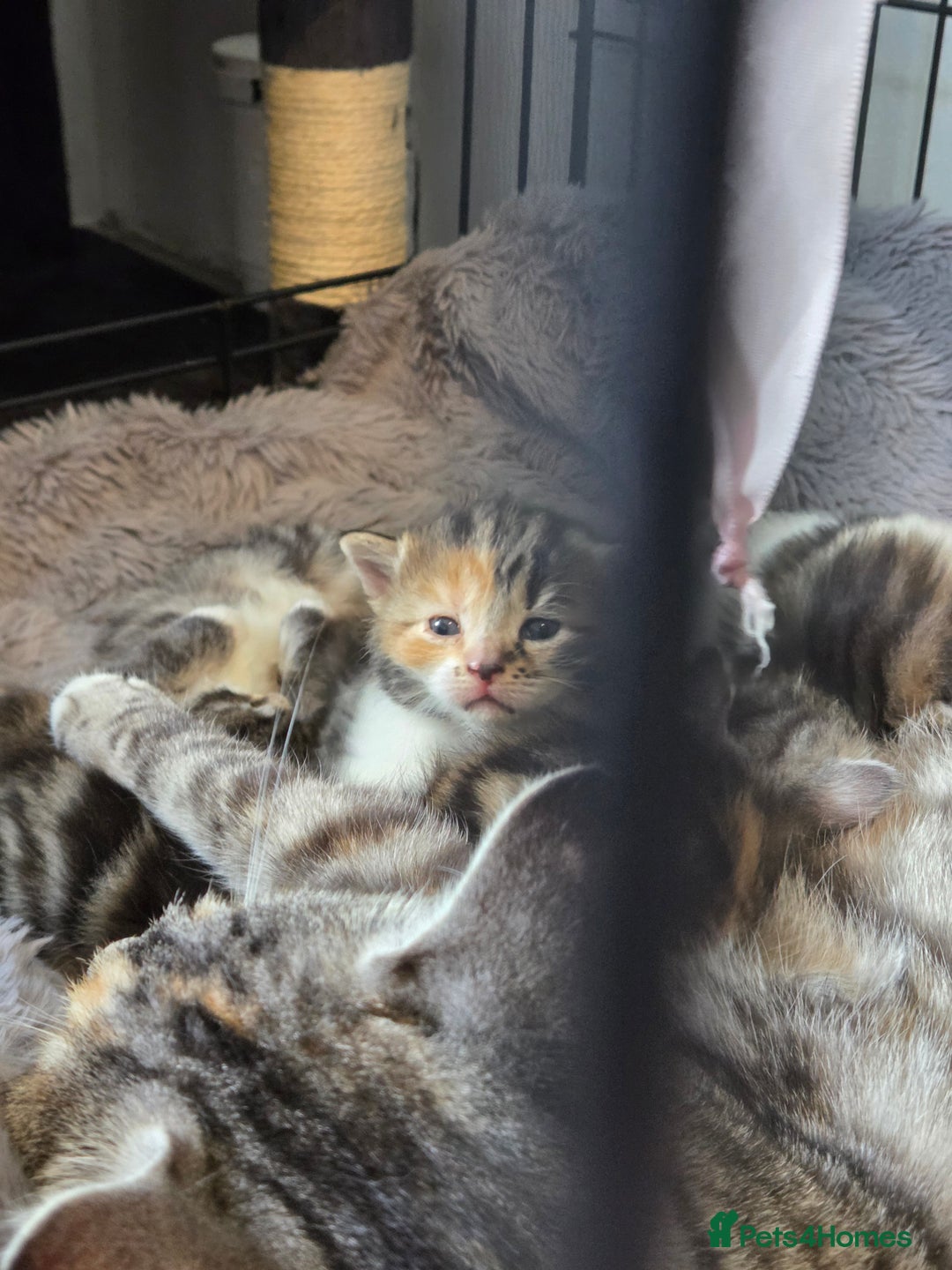 Mixed Breed cats for sale: Mixed colour tabby kittens - Image 2