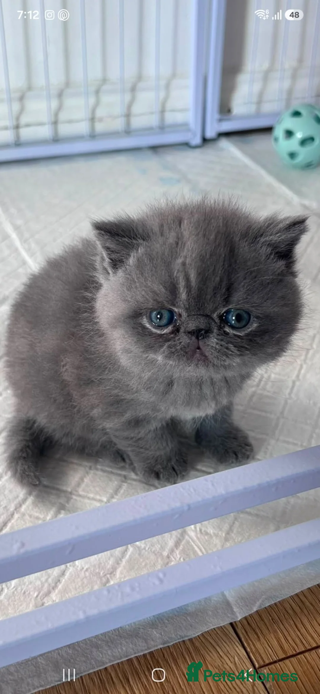 Exotic cats for sale: Stunning Blue Exotic Shorthair Female Kitten - Advert 2