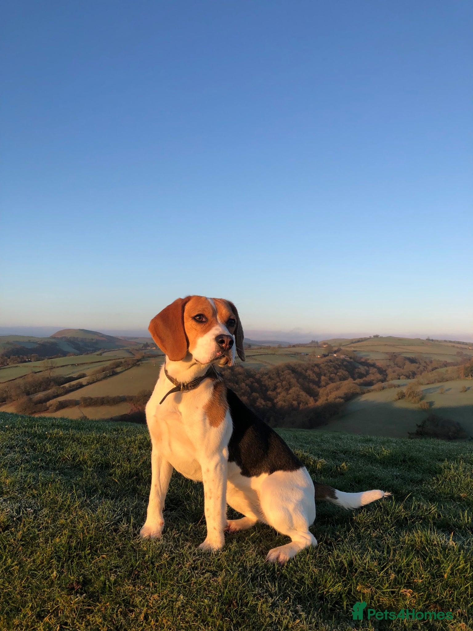 Beagle dogs Gorgeous beagle puppies for sale!  - Advert 6