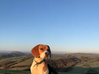 Beagle dogs Gorgeous beagle puppies for sale! - Advert 6