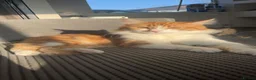 Mixed Breed cats for sale: Half Maine coon kittens  - Advert 3