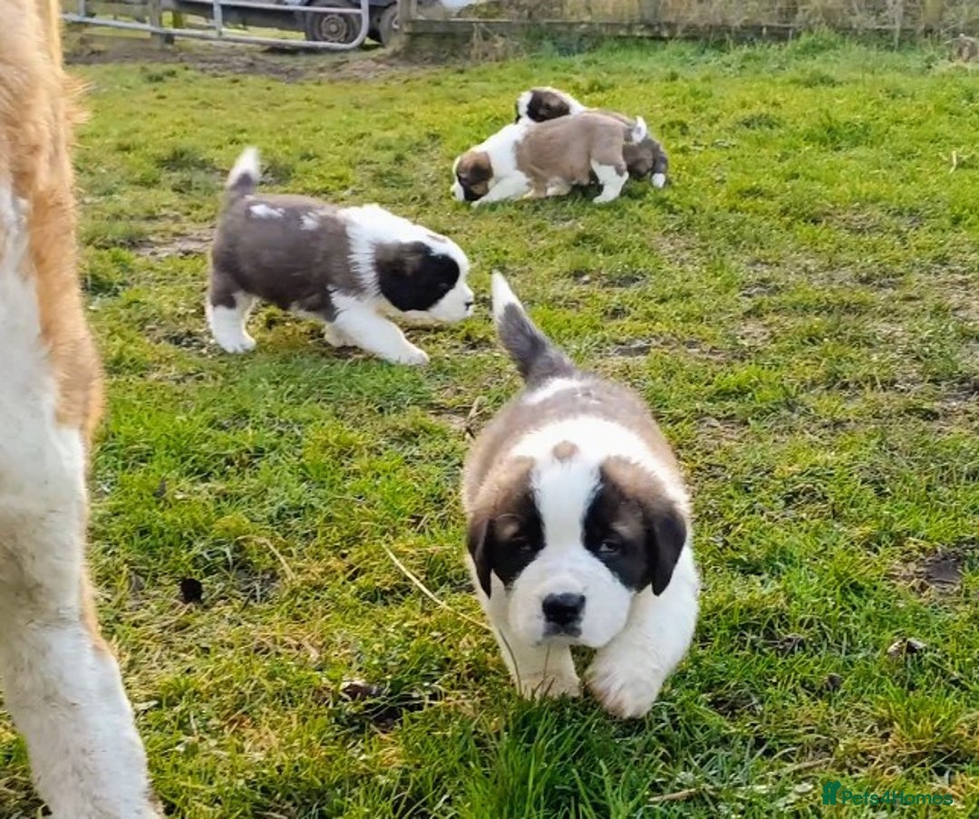 Saint Bernard dogs for sale: Exceptional litter of fabulous quality Saints  - Advert 3