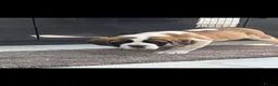 Saint Bernard dogs for sale: Beautiful saint Bernard puppies - Advert 8