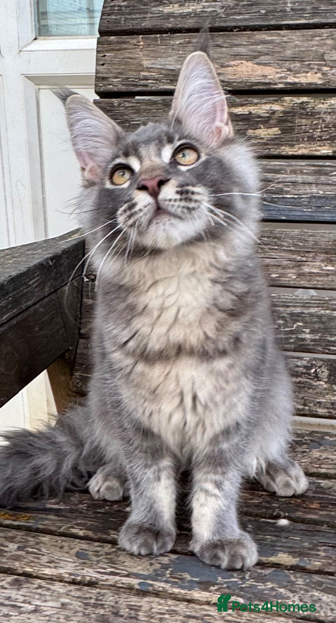 Maine Coon cats Ready now quality TICA Maine Coon active possible  - Advert 2