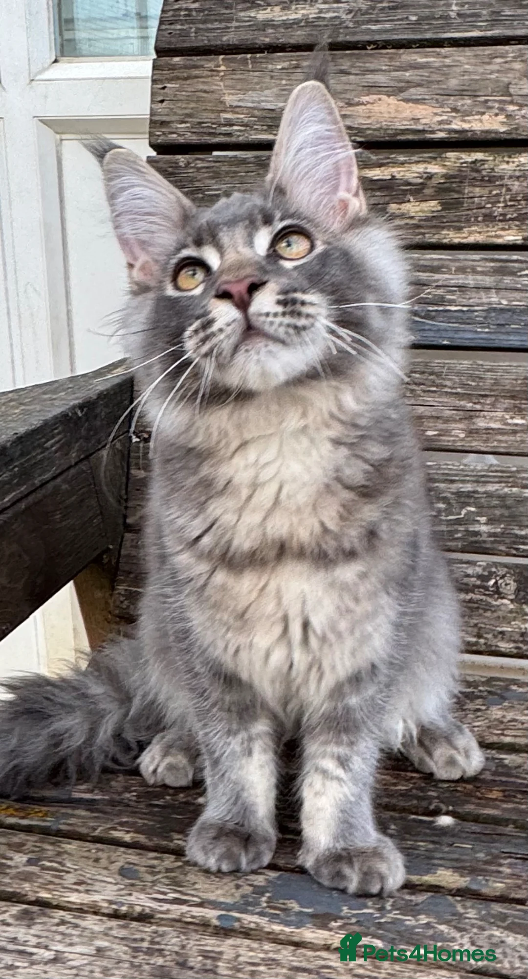 Maine Coon cats for sale: Reduced! XL quality TICA Maine Coon active possib  - Advert 2