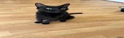 Mixed Breed cats for sale: Beautifull kittens - Advert 1