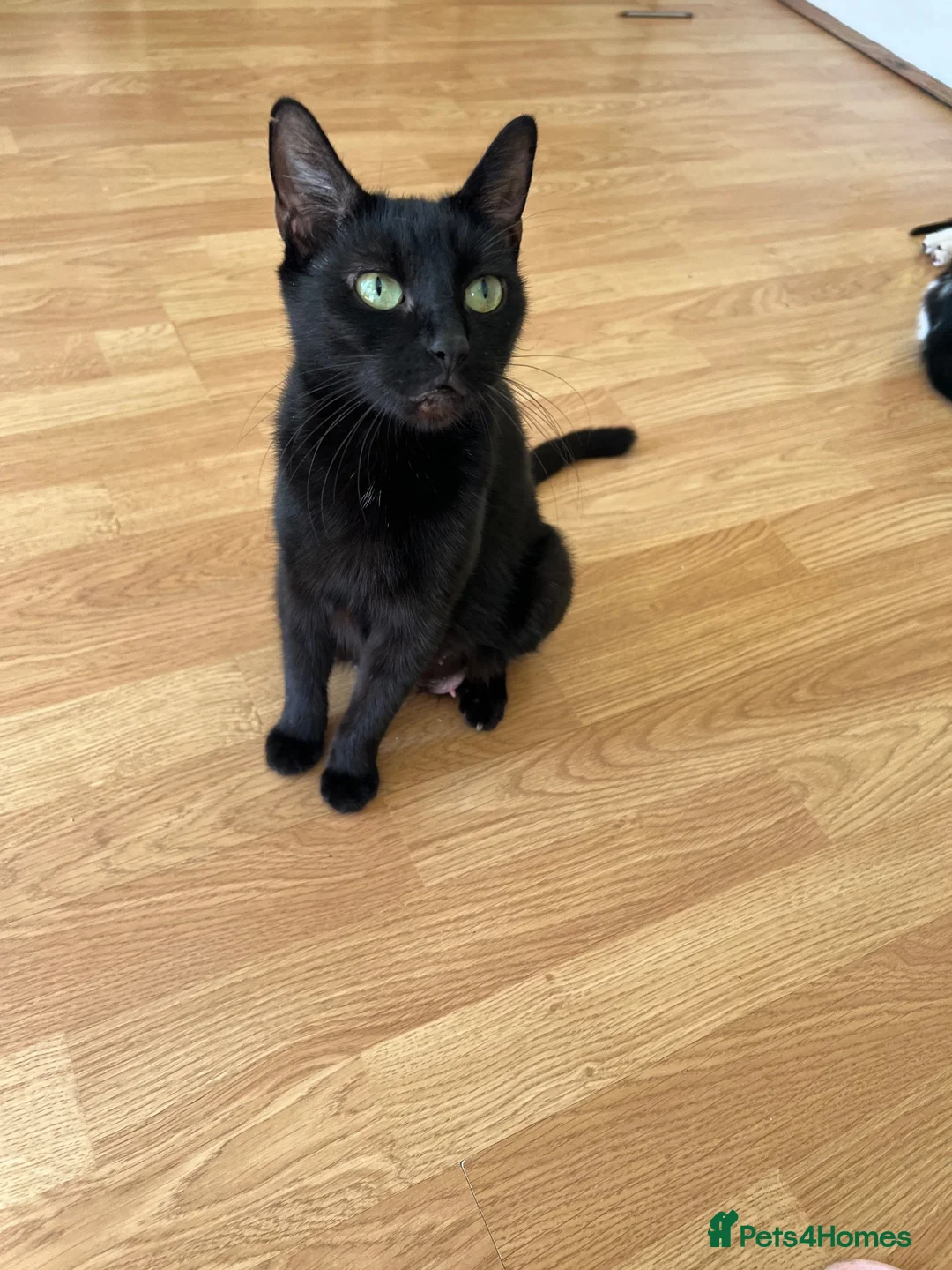 Mixed Breed cats for sale: Beautifull kittens - Advert 1