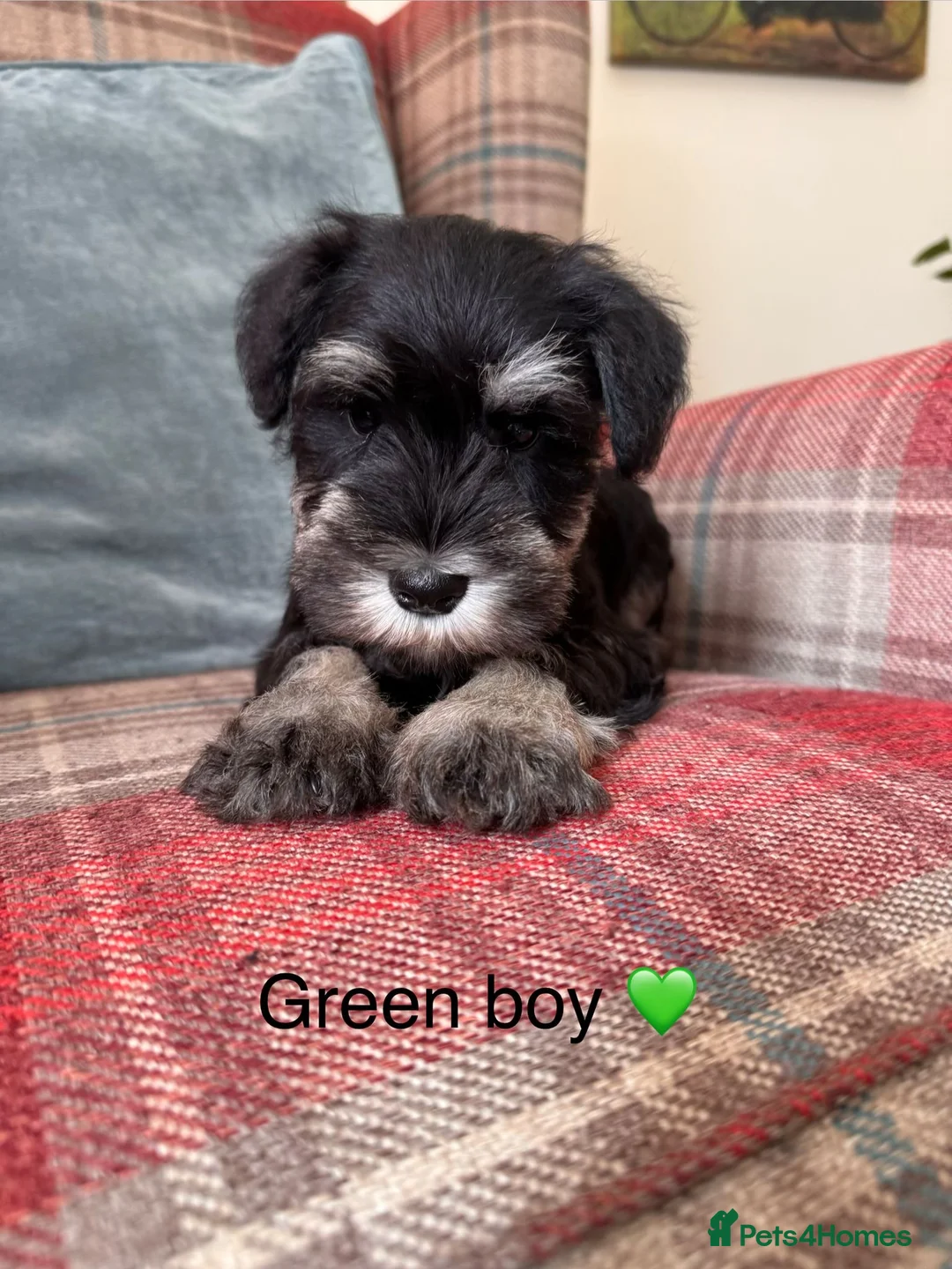 Miniature Schnauzer dogs for sale: KC Registered, Health Tested Puppies available  - Advert 2