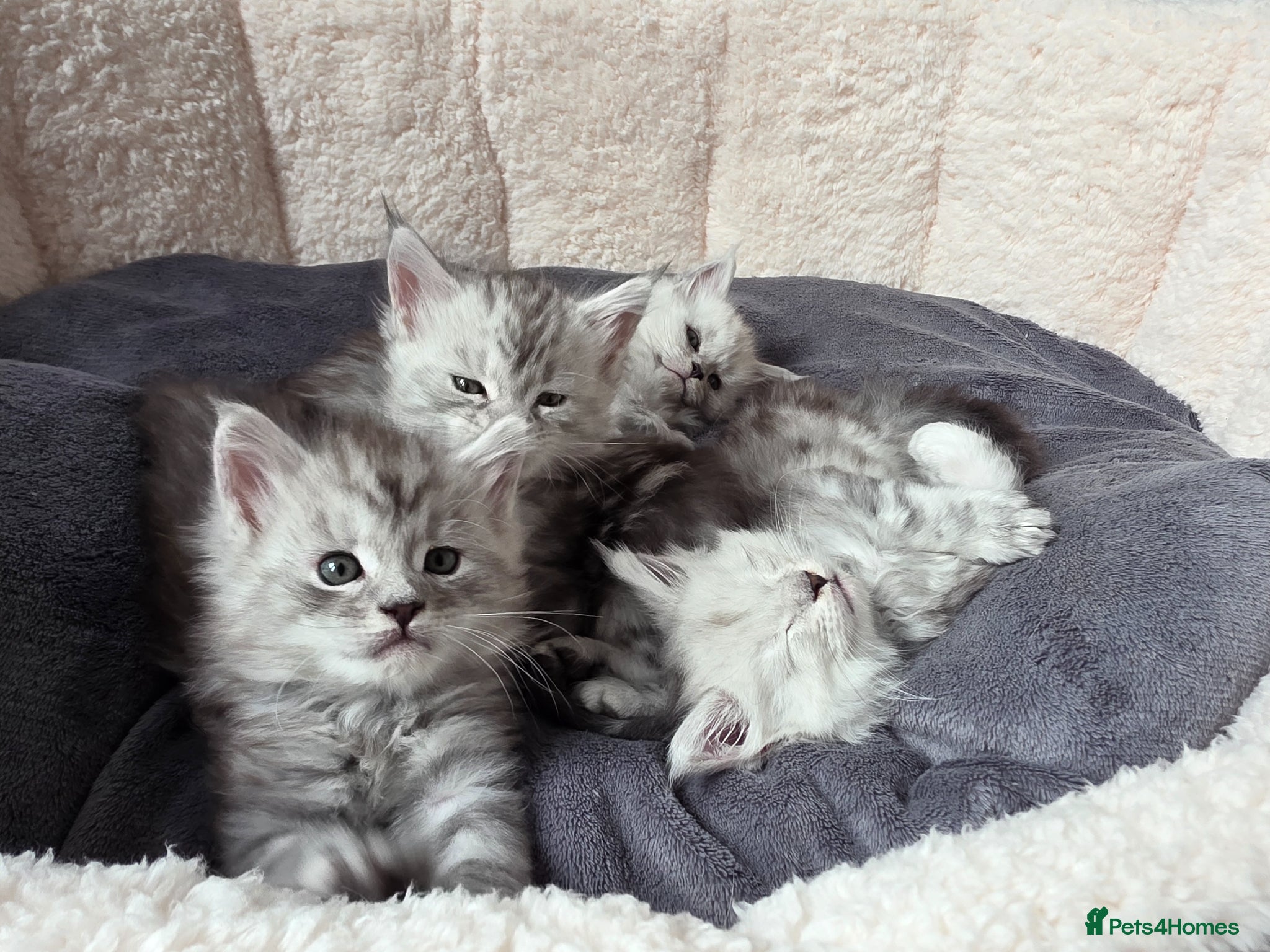 Maine Coon cats  Maine Coon Kittens Looking for Loving Homes!   - Advert 1