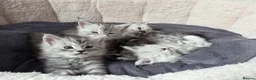 Maine Coon cats for sale: Maine Coon Kittens Looking for Homes!   - Advert 16