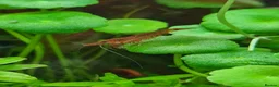 Shrimps fish for sale: 🔥Juv. RED & BLUE SHRIMP🦐 + free plant 🍃 - Advert 4