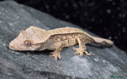 Gecko reptiles for sale: Crested geckos - Advert 4
