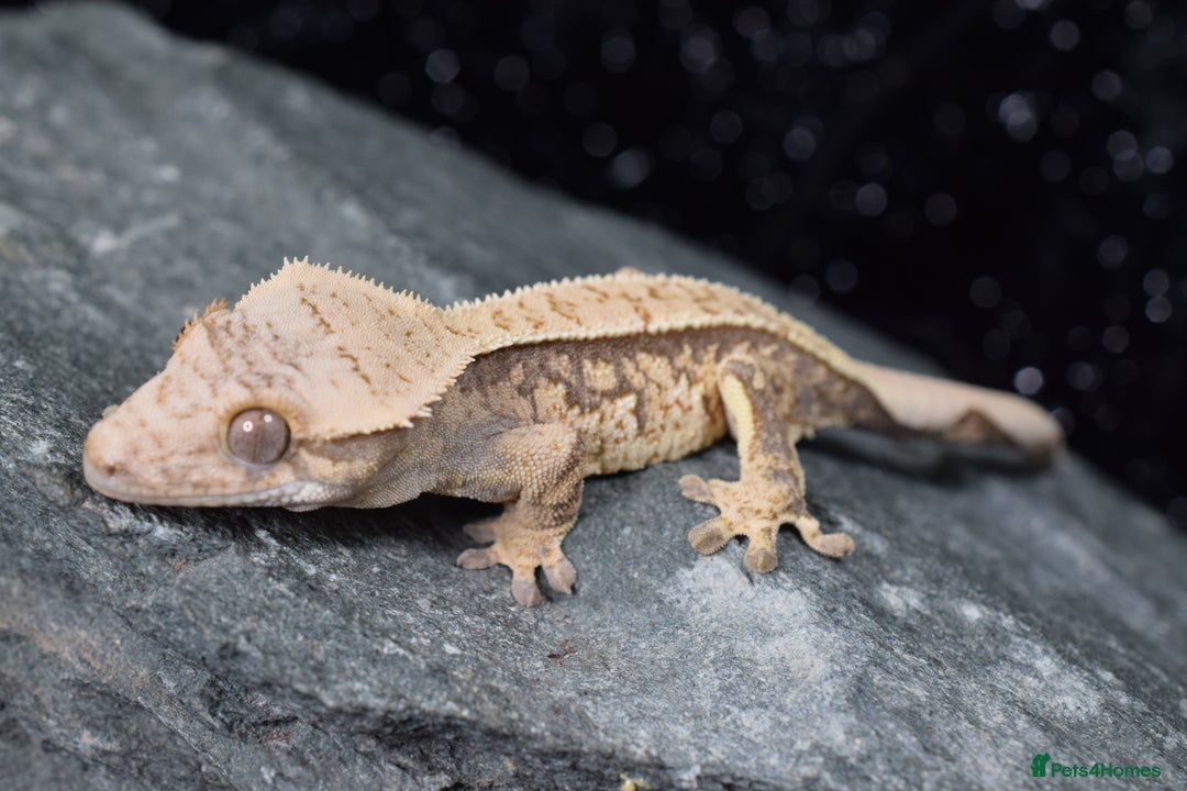 Gecko reptiles for sale: Crested geckos - Advert 4