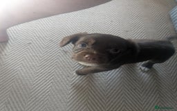 Mixed Breed dogs for sale: Adorable puppies ready 11/10 - Image 16
