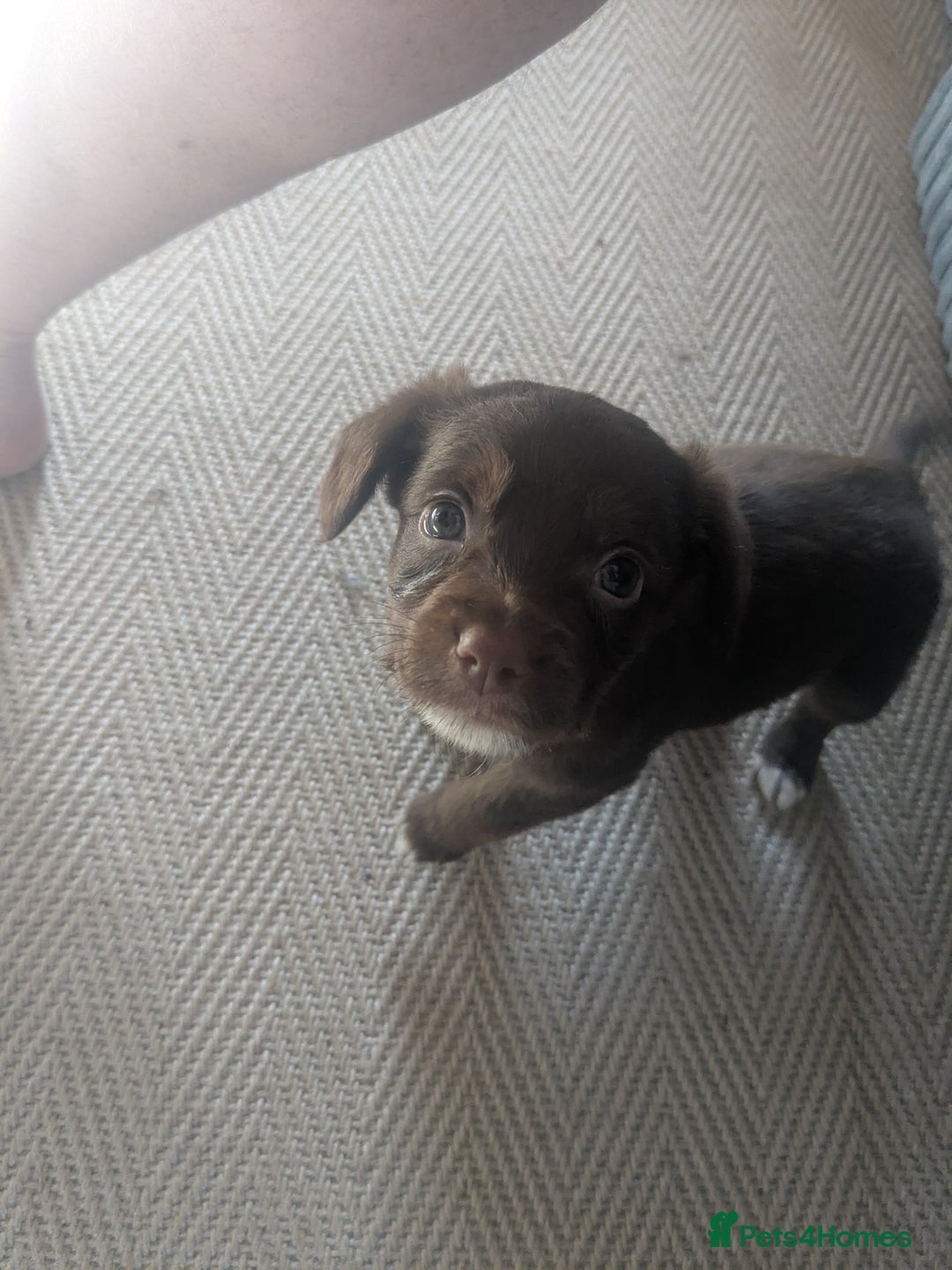 Mixed Breed dogs for sale: Adorable puppies ready 11/10 - Image 16
