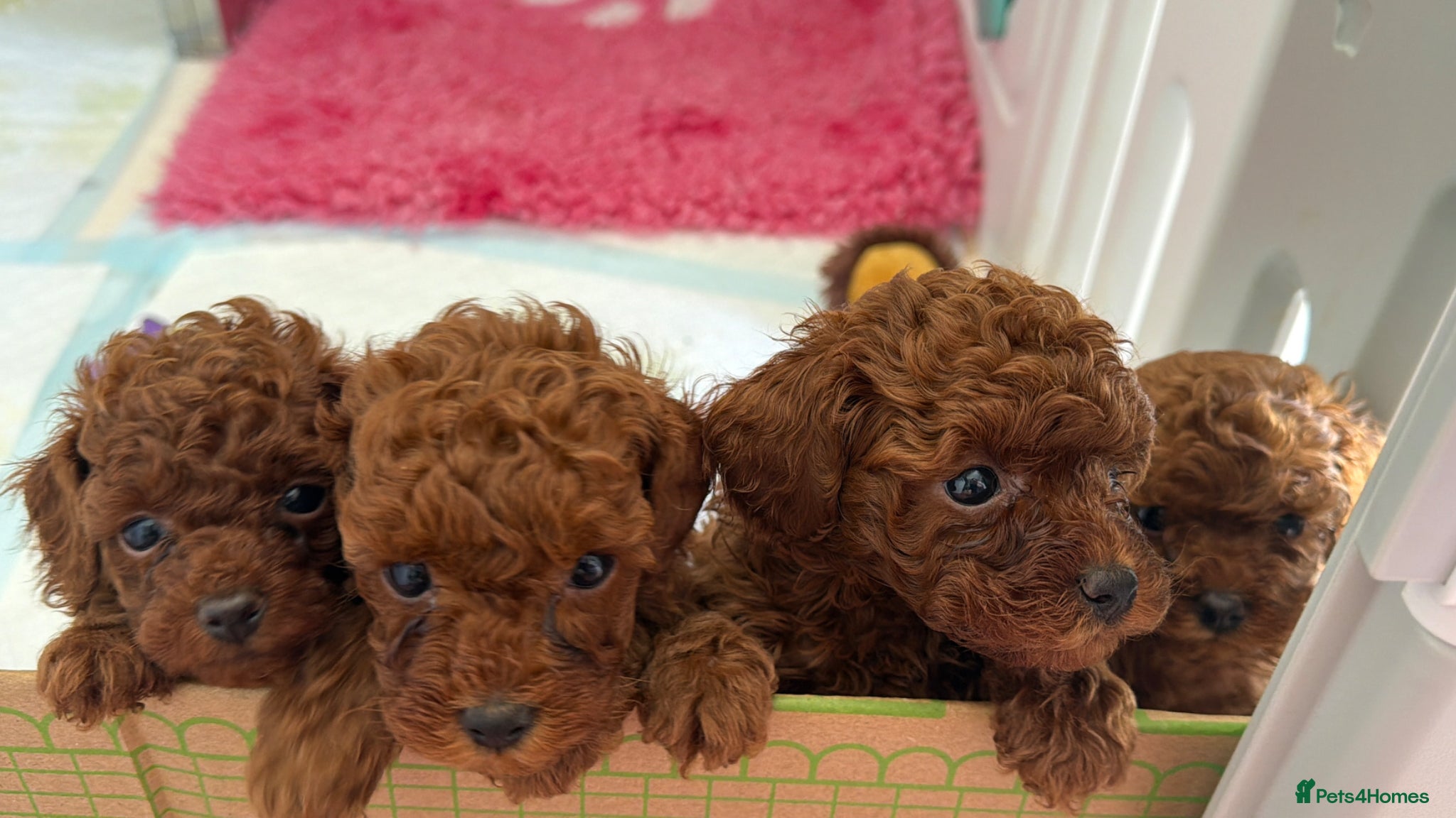 Toy Poodle dogs Gorgeous toy poodle x Asian toy poodle DNA tested - Advert 1