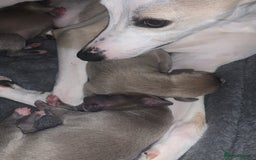 Whippet dogs for sale: boy whippet - Image 3