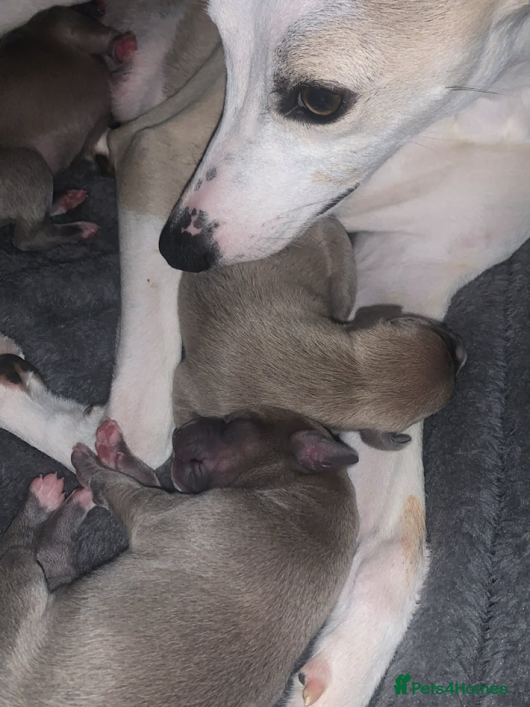 Whippet dogs for sale: boy whippet - Image 3