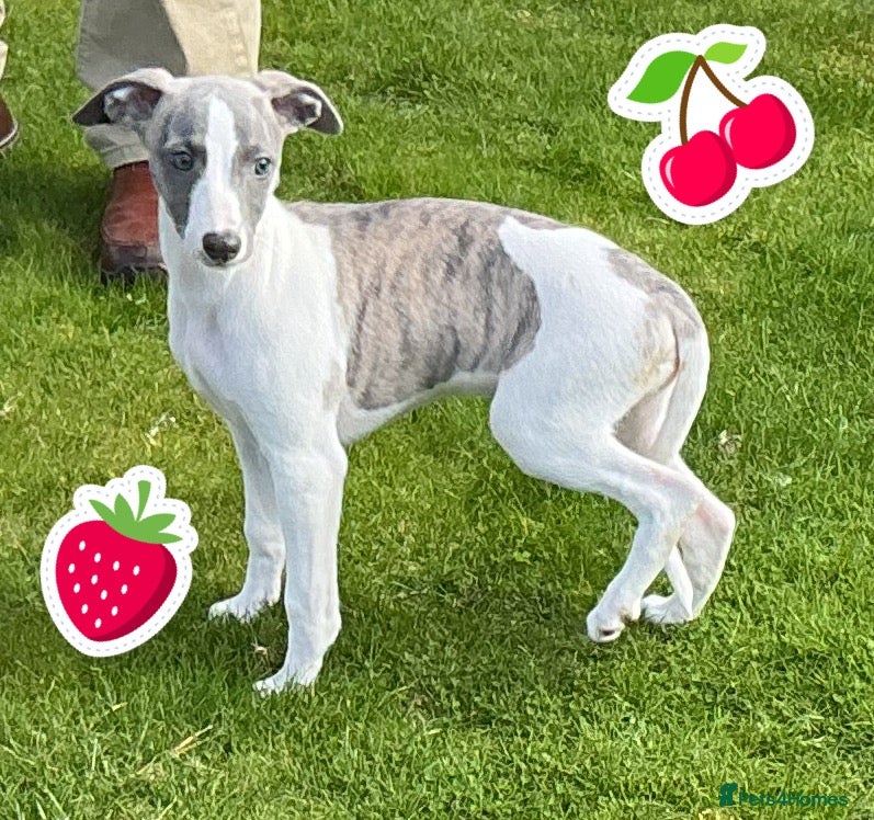 Whippet dogs KC Registered exceptional puppies  - Advert 3