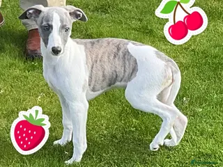 Whippet dogs KC Registered exceptional puppies - Advert 3