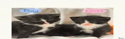Mixed Breed cats for sale: Half Scottish adorable cuties 🩷🩵 - Advert 1