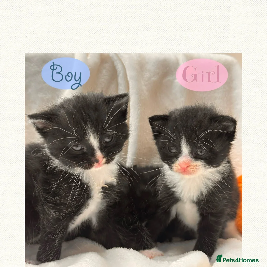 Mixed Breed cats for sale: Half Scottish adorable cuties 🩷🩵 - Advert 1