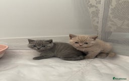British Shorthair cats for sale: GCCF registered Champion bloodline BSH kittens - Image 8