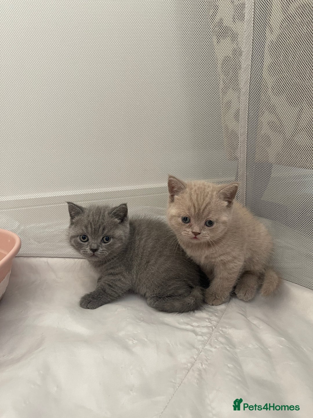 British Shorthair cats for sale: GCCF registered Champion bloodline BSH kittens - Image 8