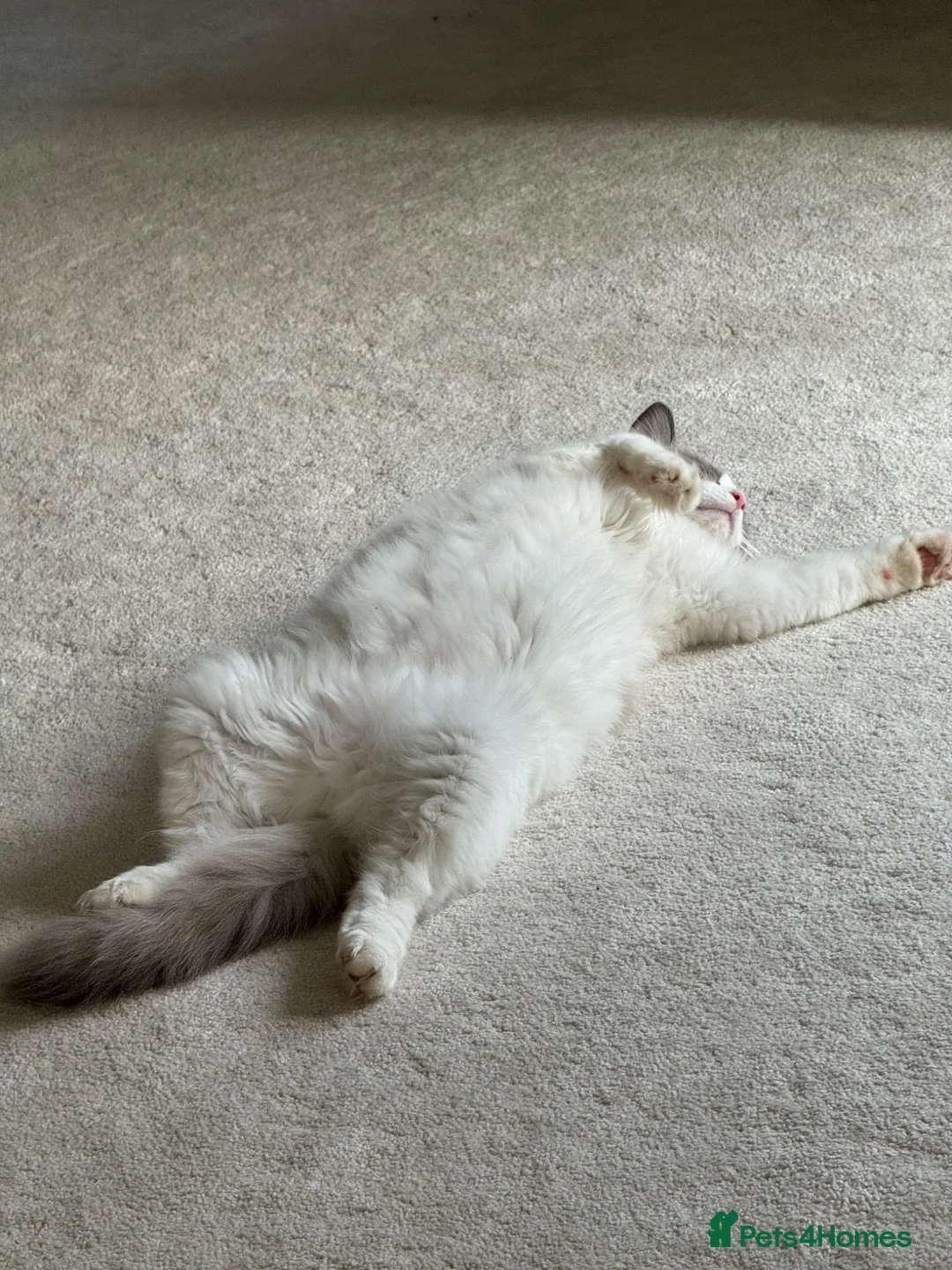 Ragdoll cats for sale: Walter in Wolverhampton - Advert 2