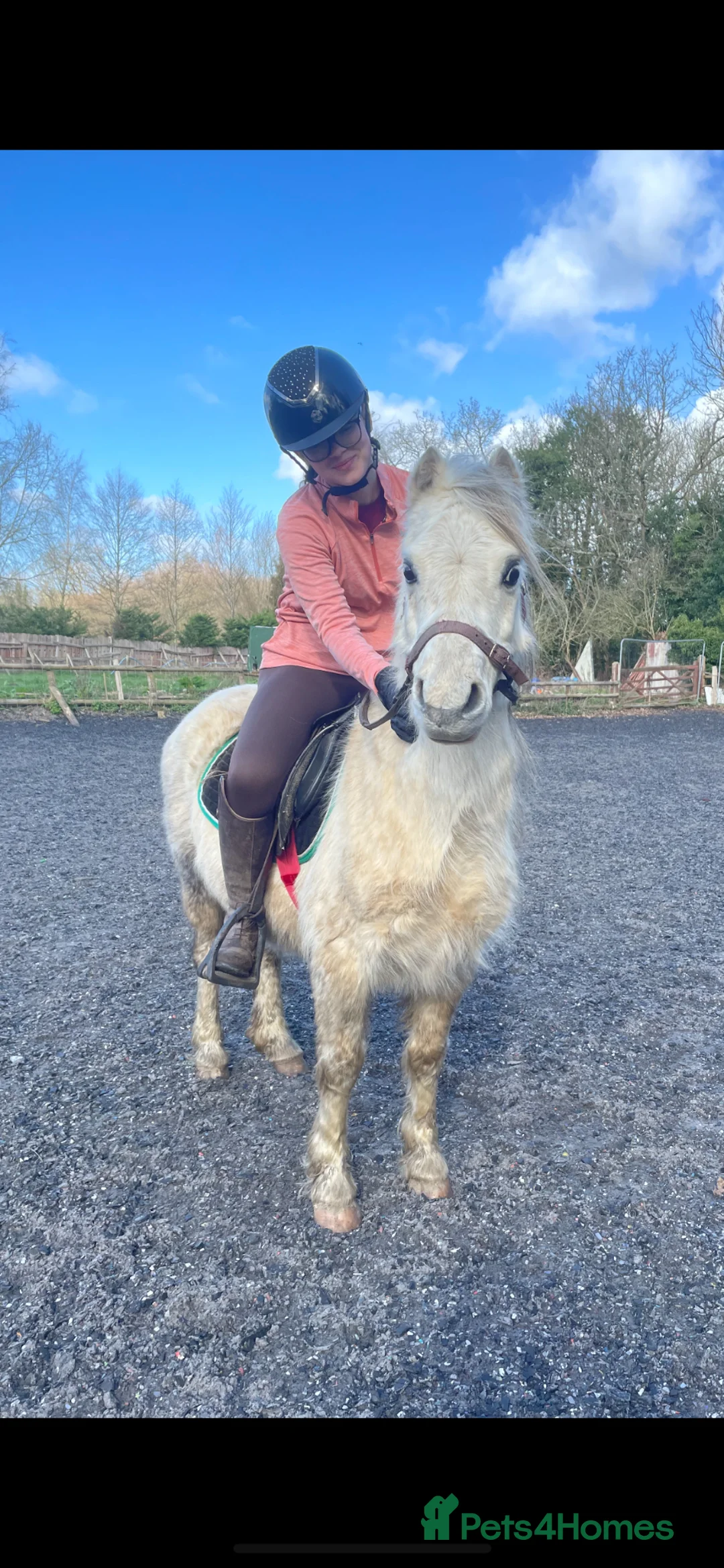 Welsh Section A horses for sale: Barney, 12hh 8yo Sec A Gelding in Chester - Advert 1