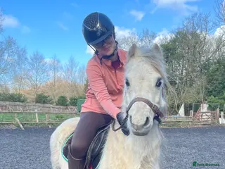 Welsh Section A horses Barney, 12hh 8yo Sec A Gelding - Advert 1