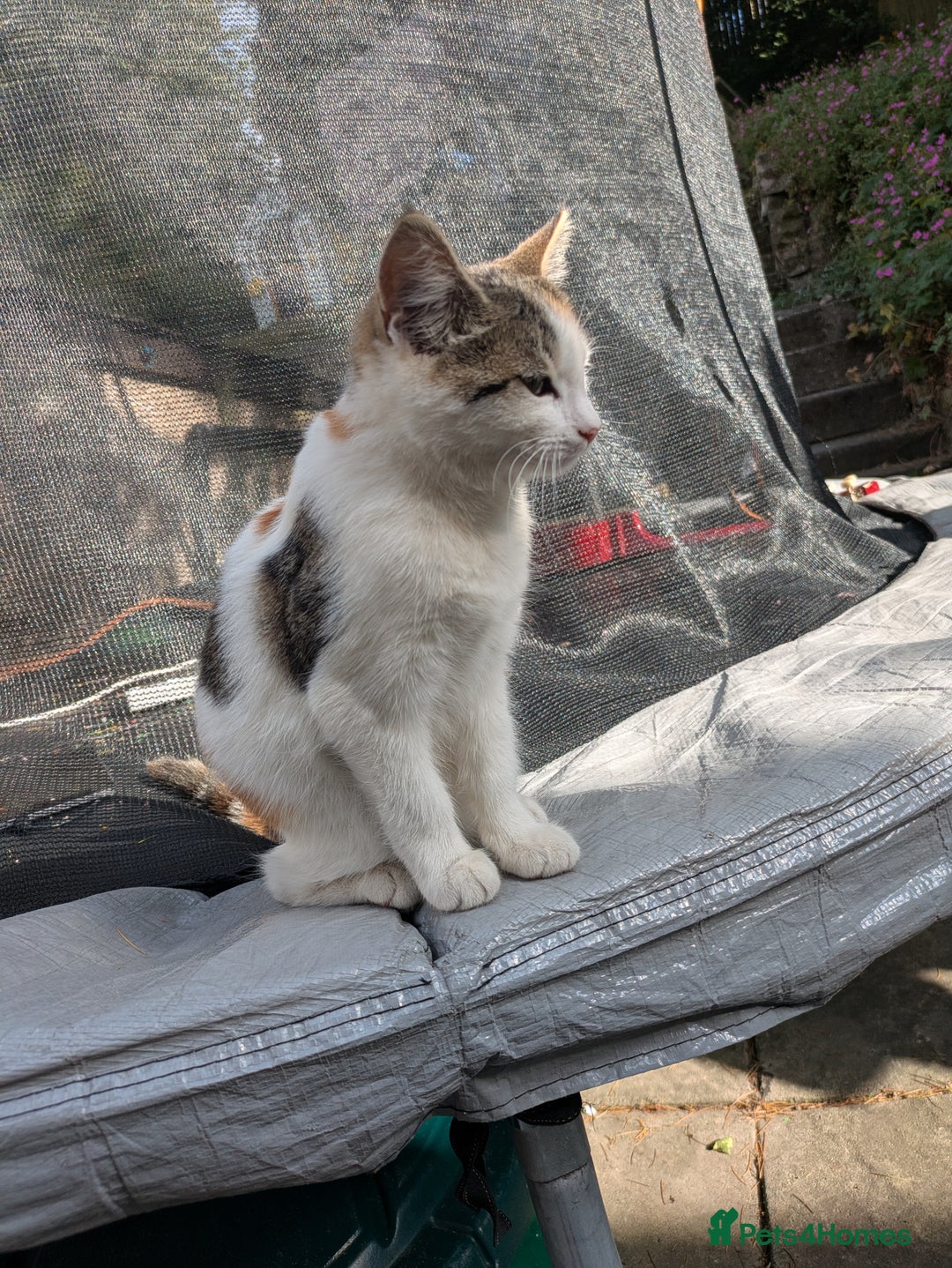Mixed Breed cats for sale: 14 week old kitten - Image 2
