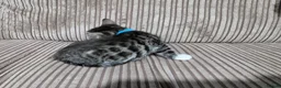 Bengal cats for sale: 2 Male Bengal cross DSH  - Advert 9