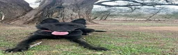 Mixed Breed dogs for sale: Dutch herder - Advert 1