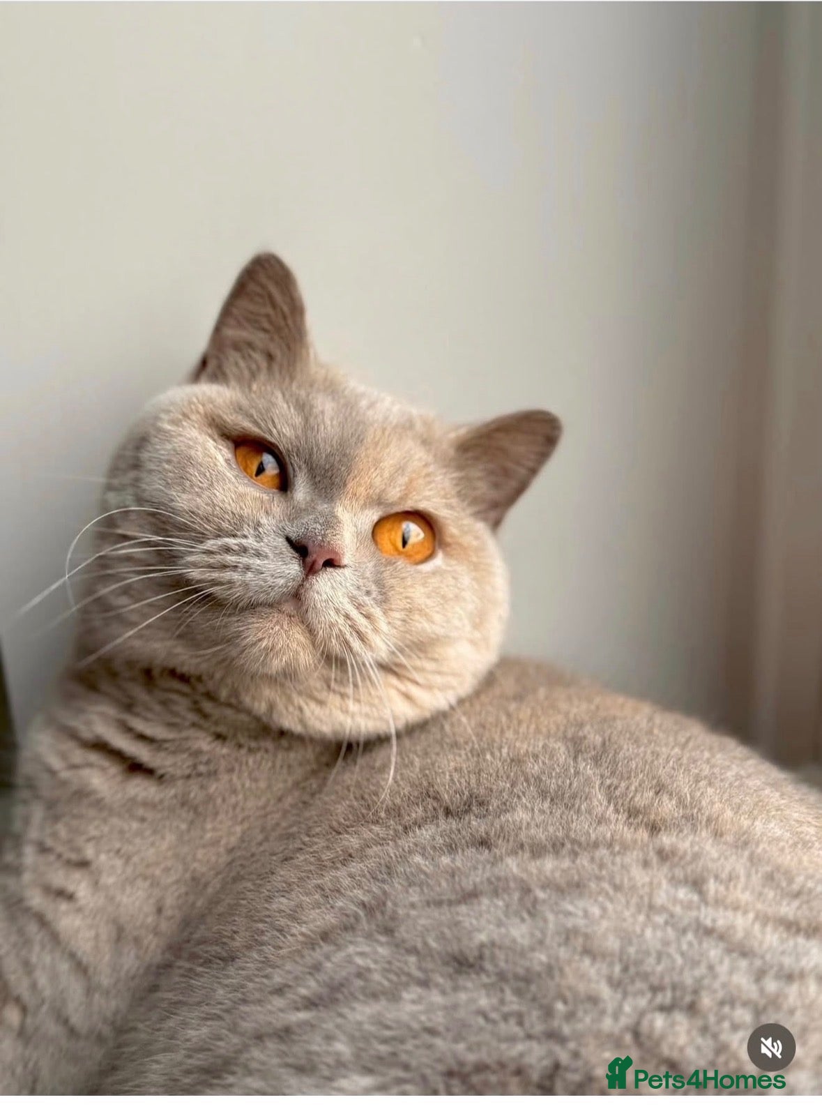 British Shorthair cats Pedigree British shorthair  - Advert 1