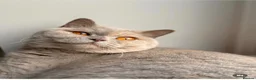 British Shorthair cats for sale: Pedigree British shorthair  in Northampton - Advert 1