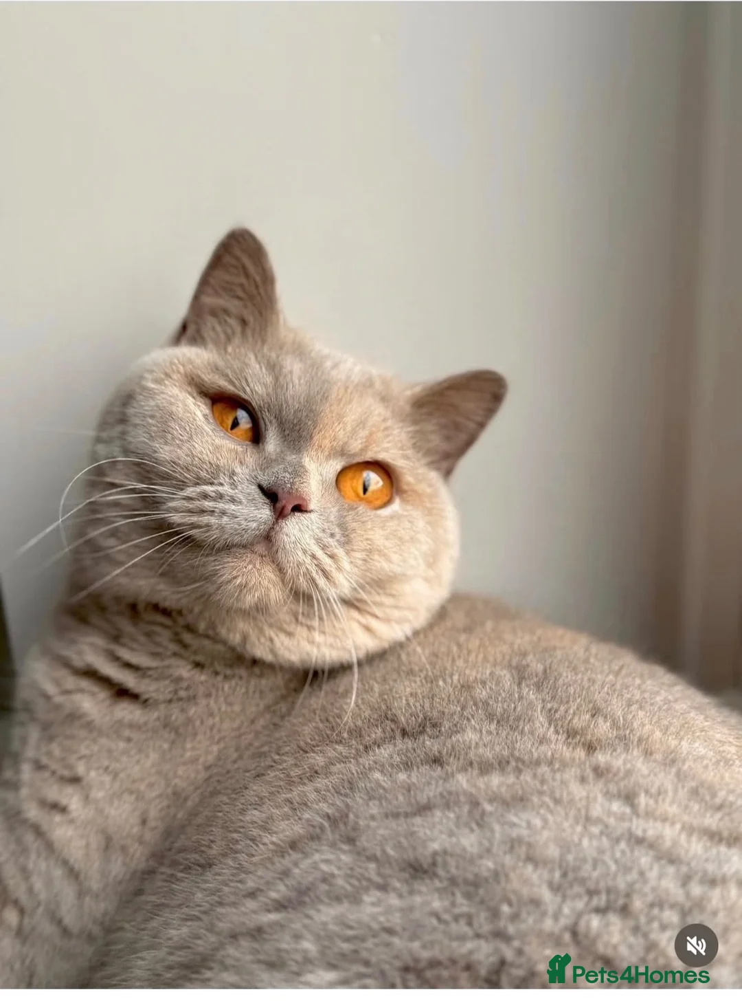 British Shorthair cats for sale: Pedigree British shorthair  in Northampton - Advert 1
