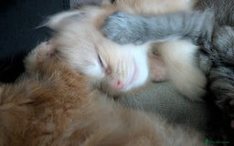 Maine Coon cats for sale: Beautiful Maine Coon Kittens - Image 20