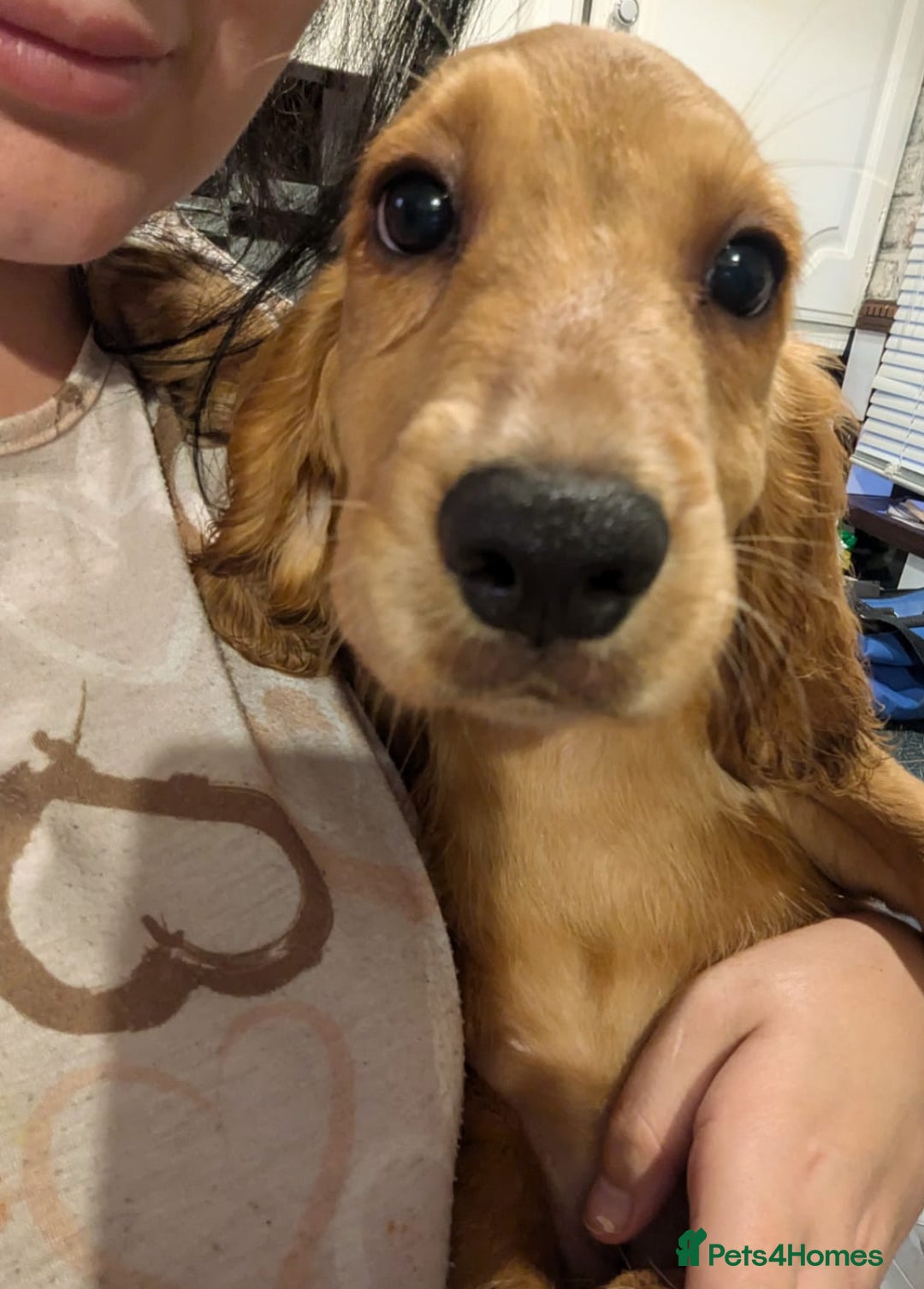 Cocker Spaniel dogs for sale: READY TO LEAVE 5 Golden Show Cocker Spaniels!  in Stanley - Image 4