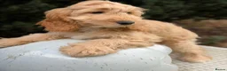 Cockapoo dogs for sale: Is this your new family member  - Advert 2
