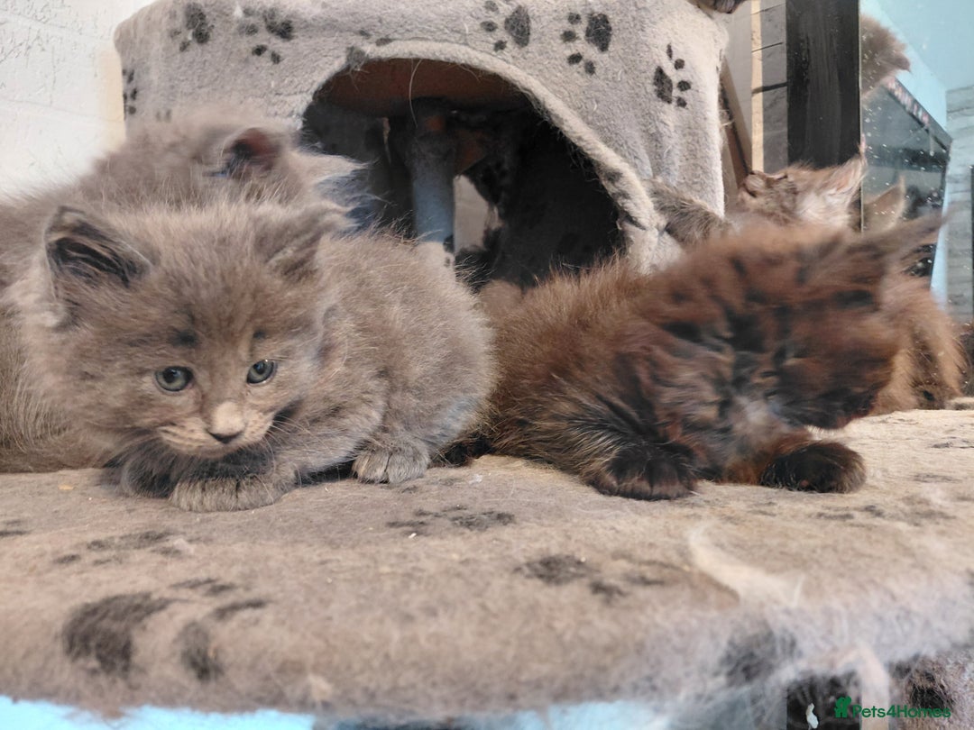 Maine Coon cats for sale: Maine Coon kittens  - Advert 30