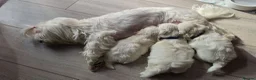 Maltese dogs for sale: ⭐️KC registered Maltese puppies⭐️ - Advert 2