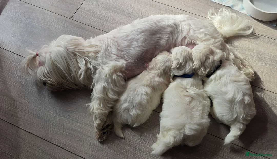 Maltese dogs for sale: ⭐️KC registered Maltese puppies⭐️ - Advert 2