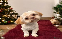 Shih Tzu dogs for stud: Shih Tzu for stud - Image 6